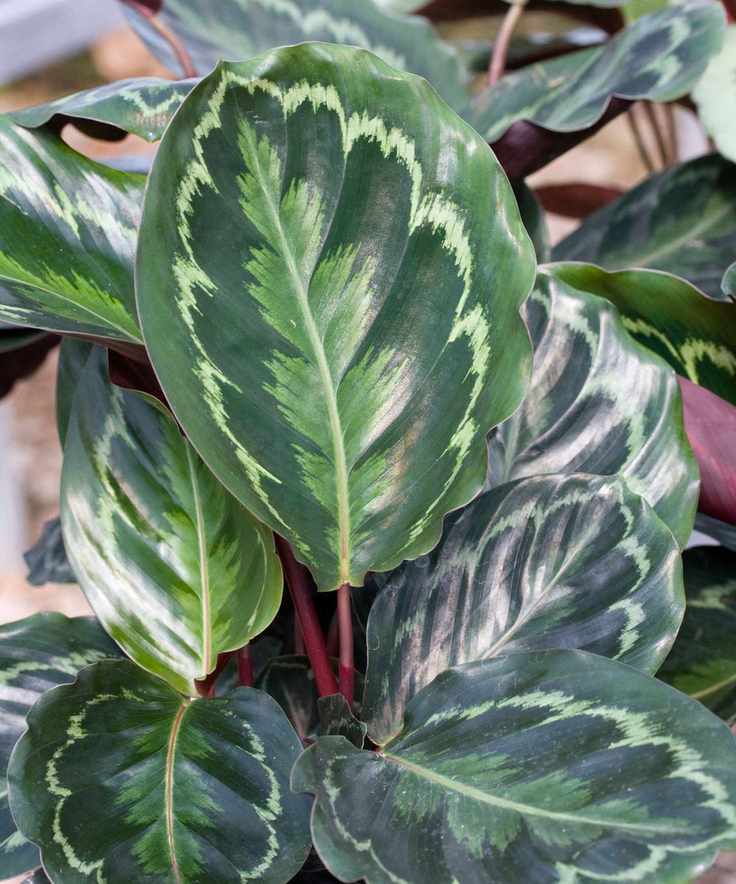 Calathea medallion