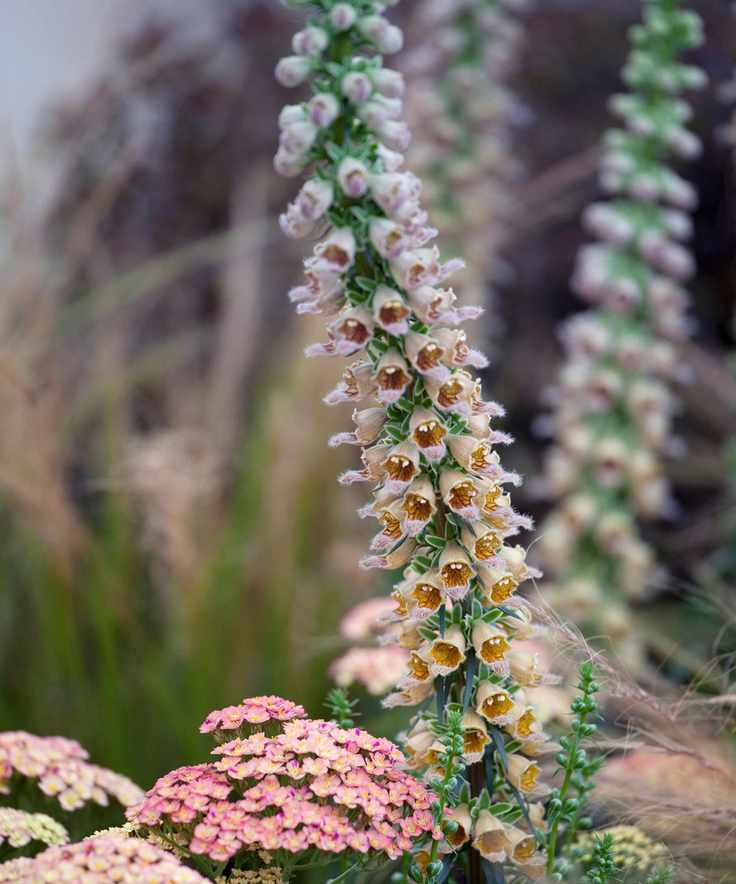 foxglove digitalis ferruginea, or rusty foxglove