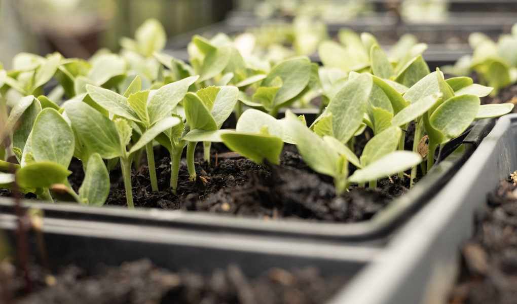Five Key Steps for Successful Early-Season Seed Sowing