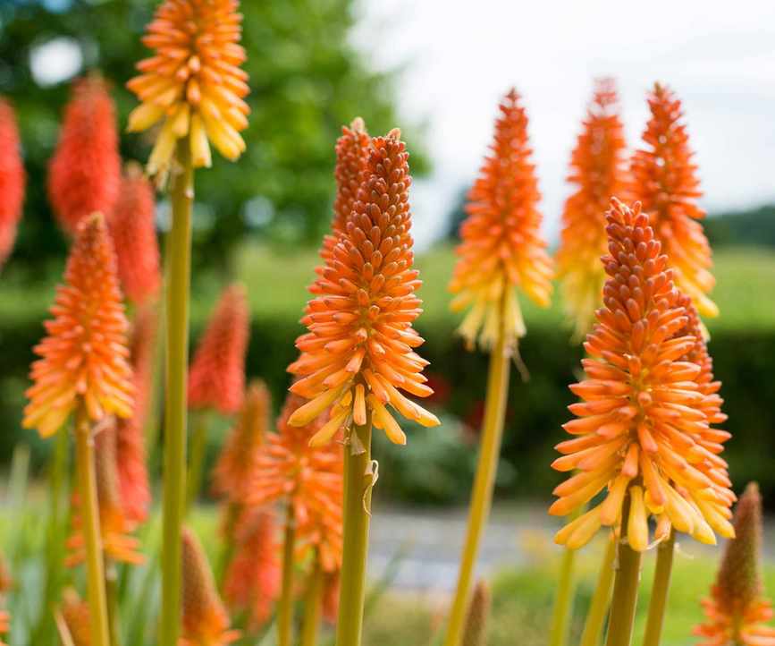 red hot poker flowers