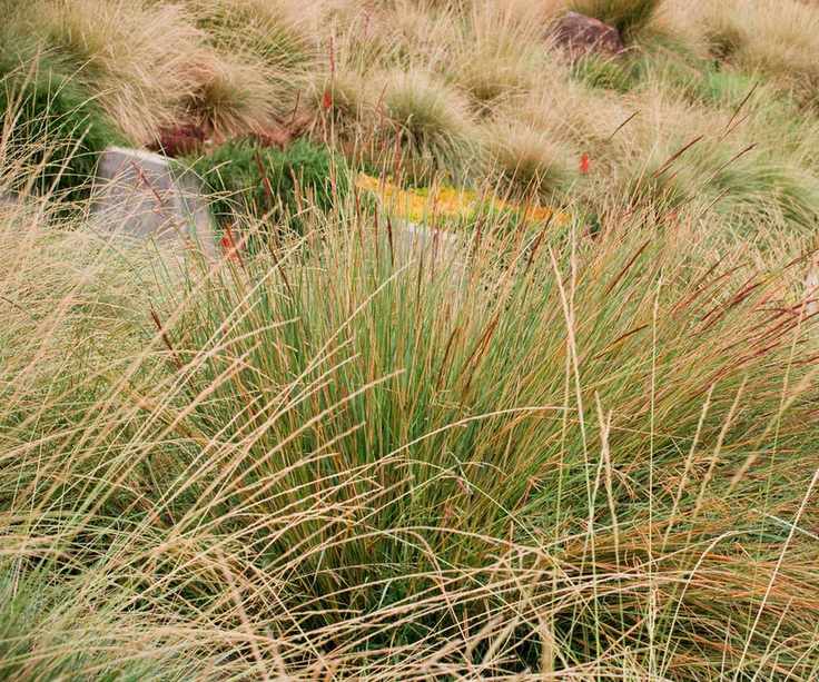 tall cordgrass