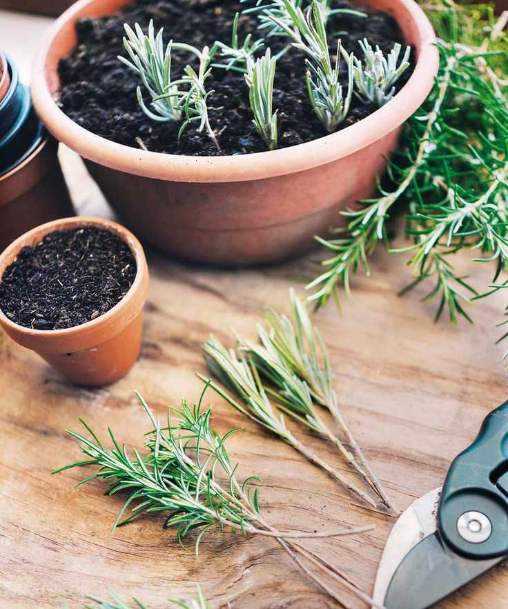 Taking softwood lavender cuttings