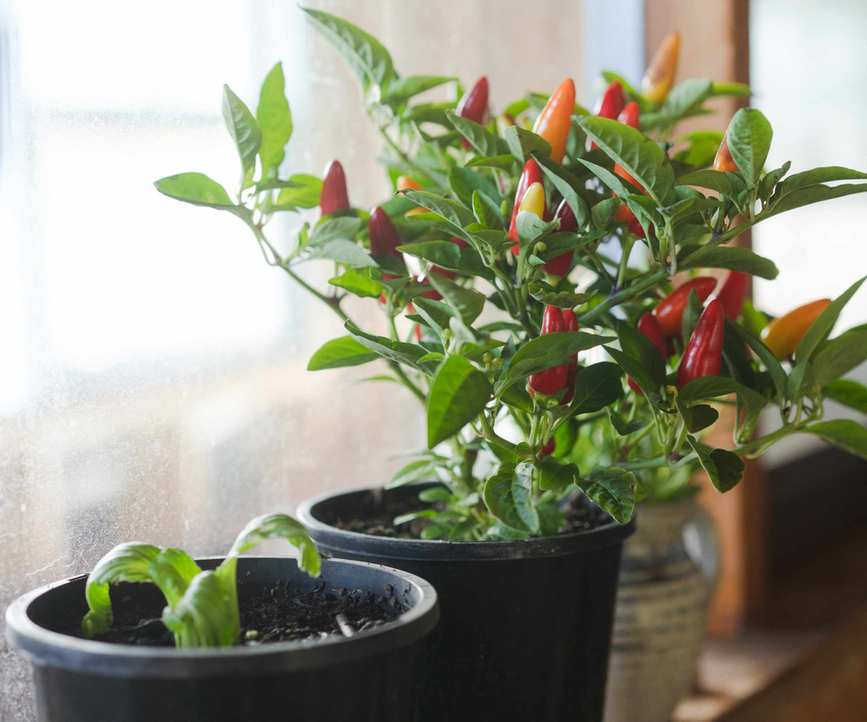 Chilli plant growing indoors on a windowledge