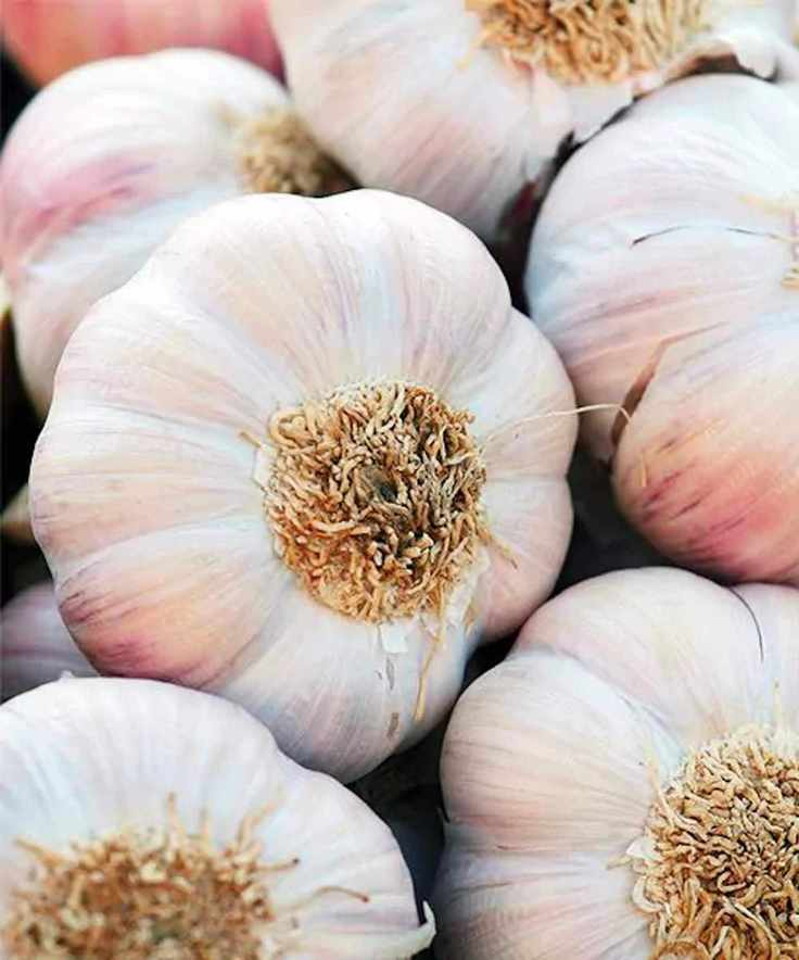 Silver Rose Garlic