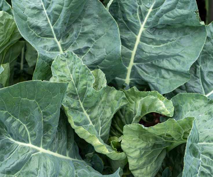 Collard green plants growing