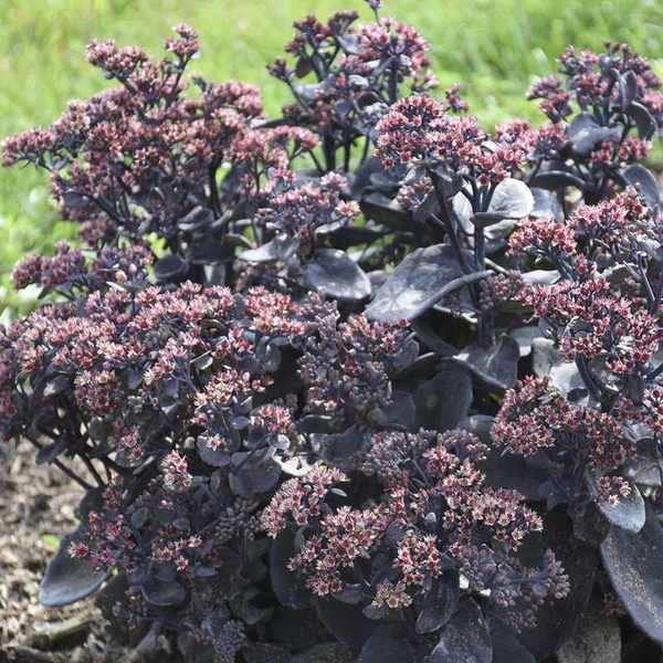 Rock N Grow® Back in Black Sedum