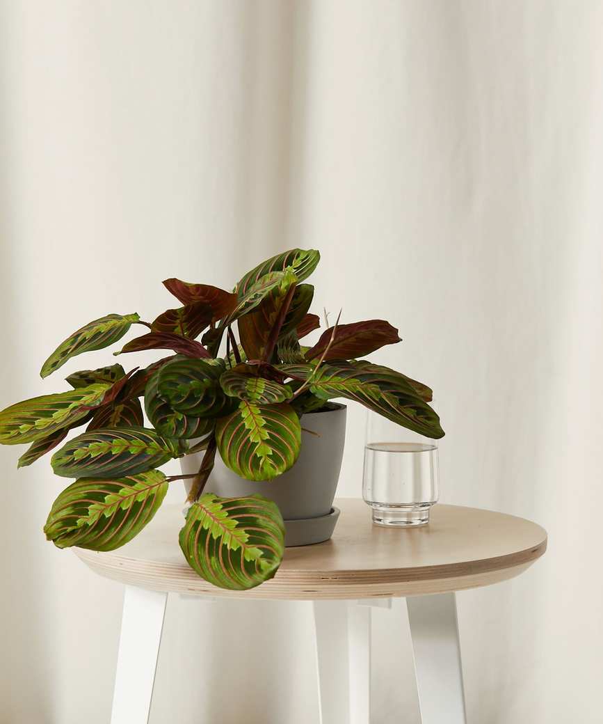 maranta or red prayer plant as bedroom plant