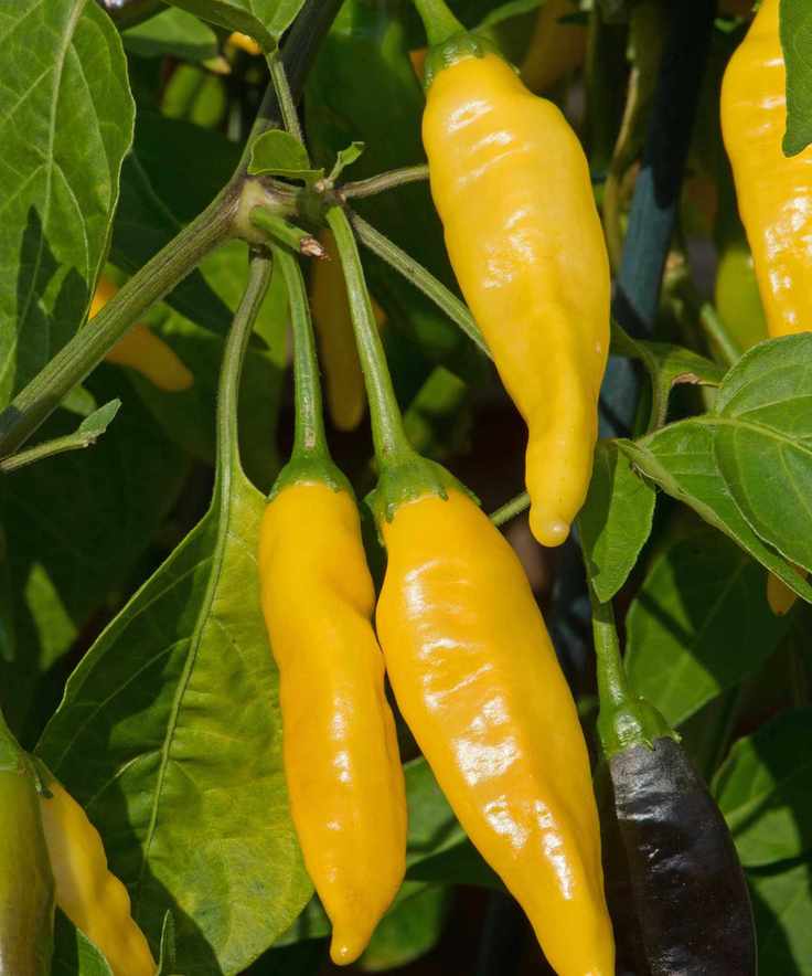 Peruvian Lemon Drop chili