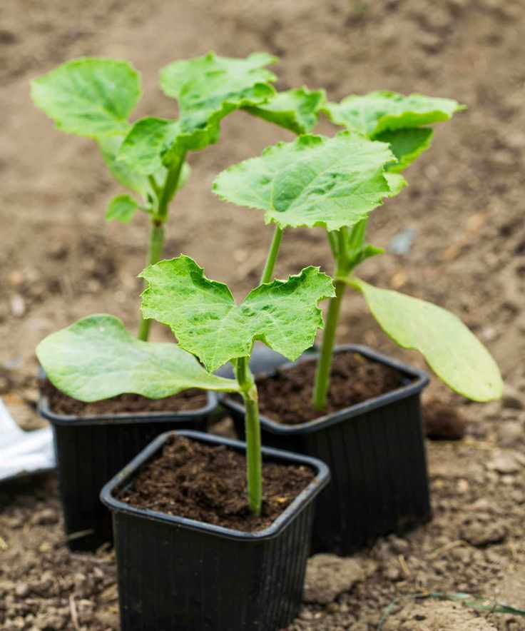 Gourd seedlings growing in individual pots