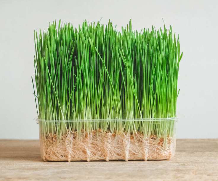 Wheatgrass in container
