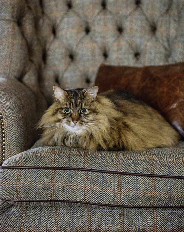 living with pets