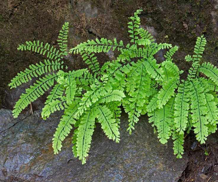 American Maidenhair fern