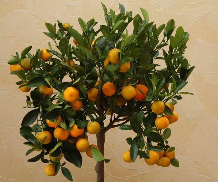 A Calamondin Orange Tree