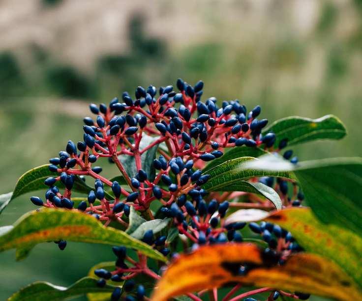 Viburnum in winter with blue-black berries
