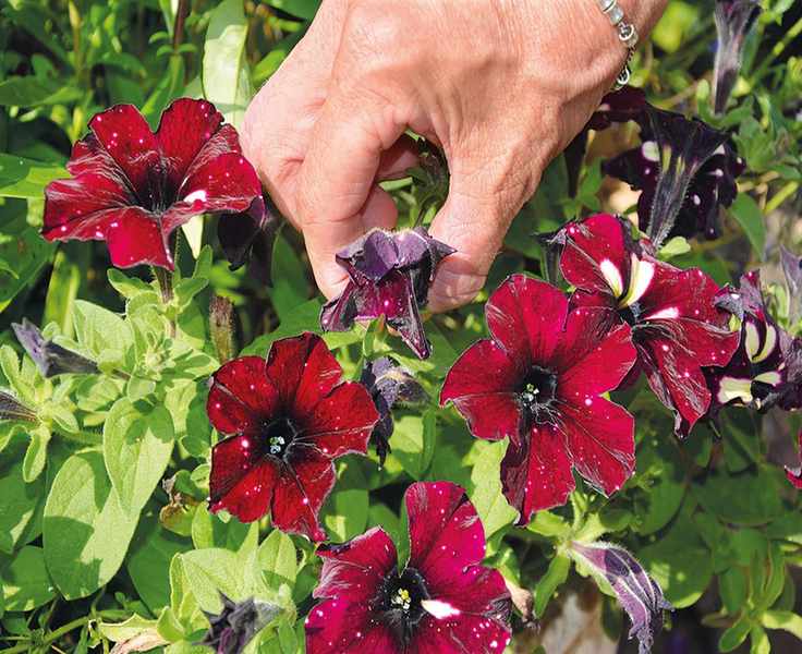 hand deadheading red petunias in a pot