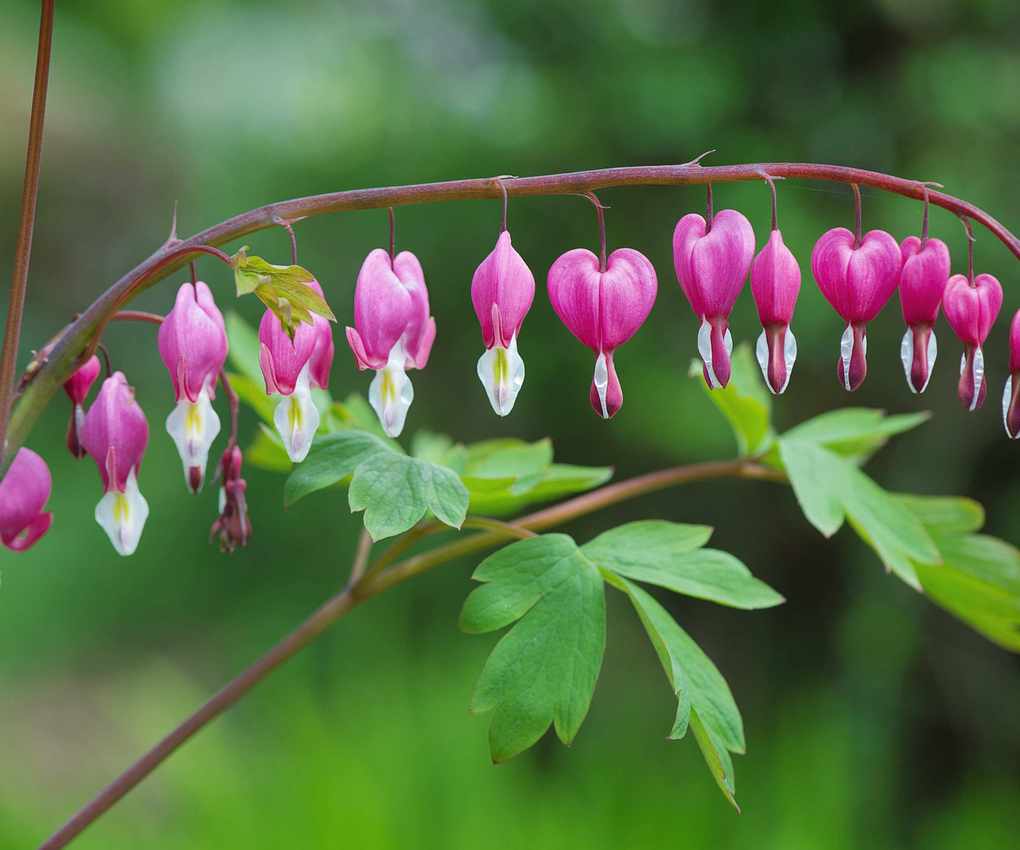Bleeding heart plant