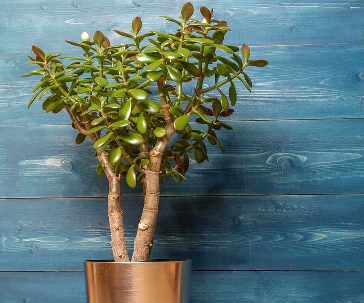 jade plant tree in pot