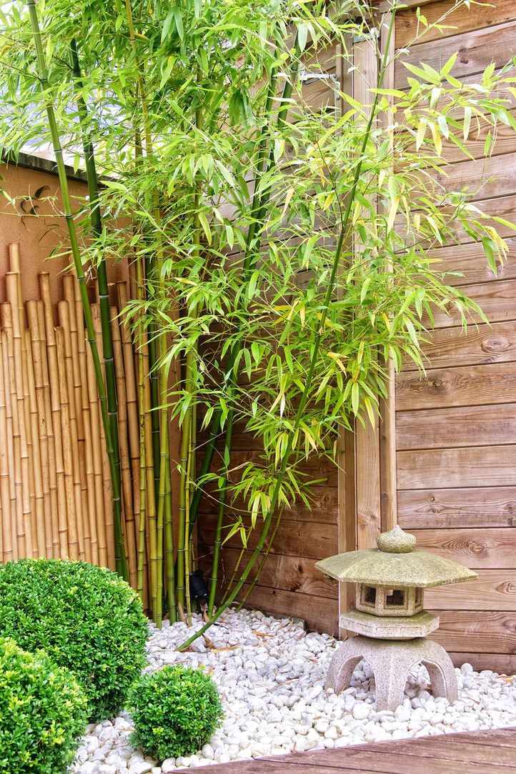 bamboo in a garden