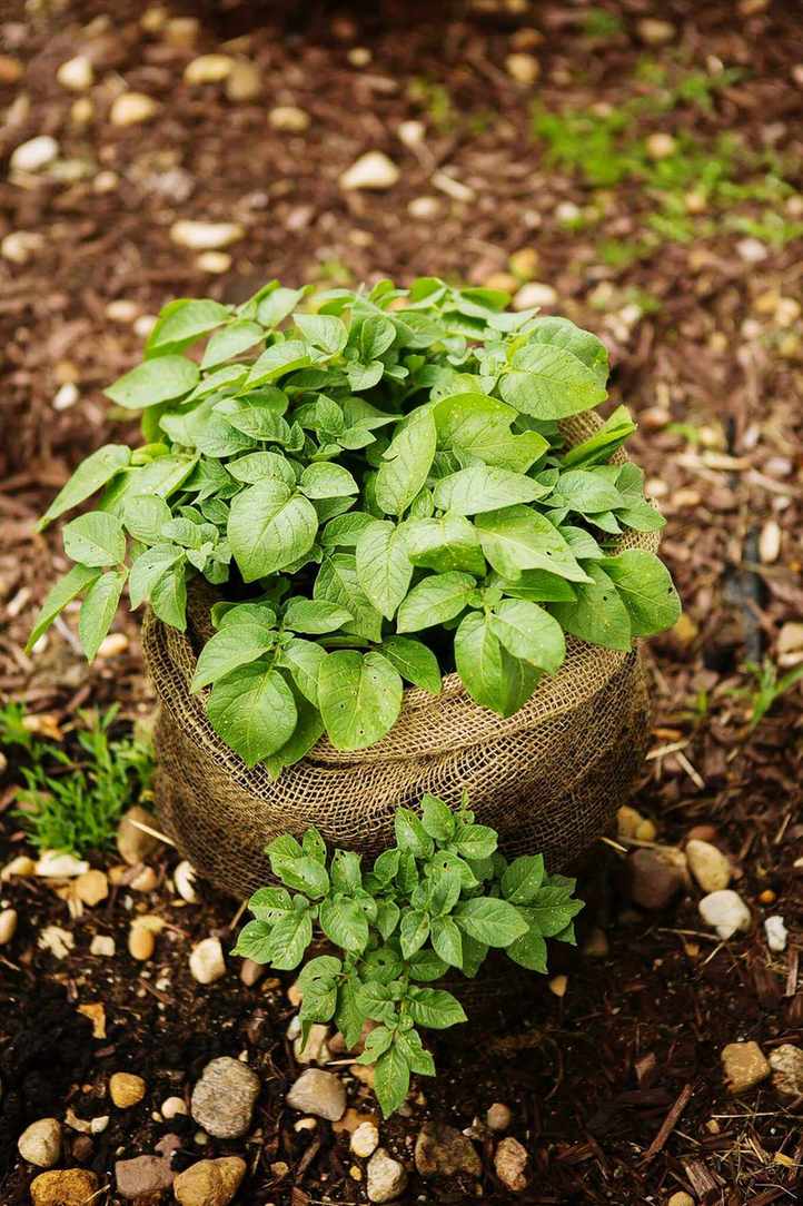 potato plant growing in hessian bag