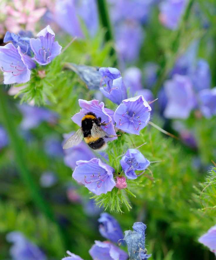 A close-up shot of a bumble bee on a lilac flower