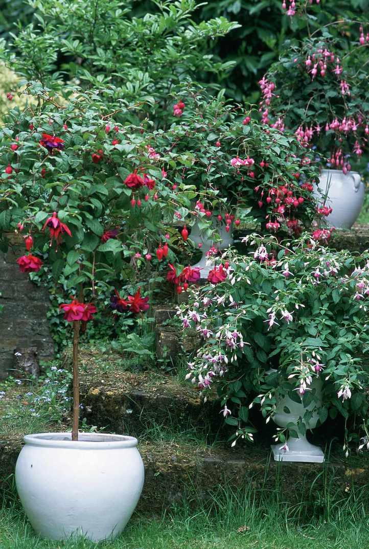 various fuchsias flowering in white containers in a back garden including a standard type and trailing variety