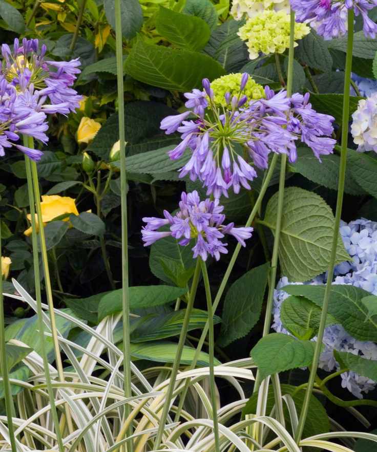 Agapanthus 'Silver Moon'