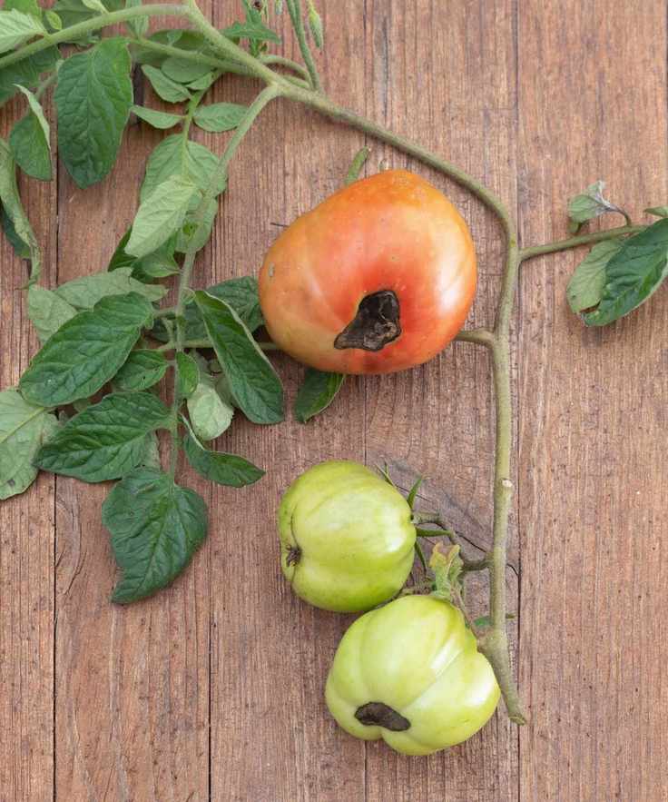Tomatoes with blossom-end rot