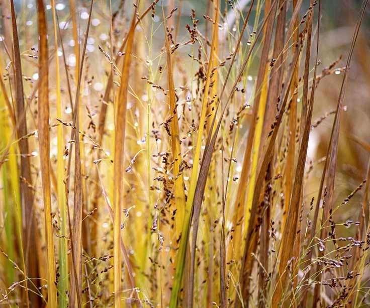 Panicum grass growing in a meadow