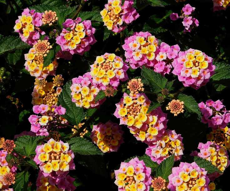 Lantana flowering in pink and yellow
