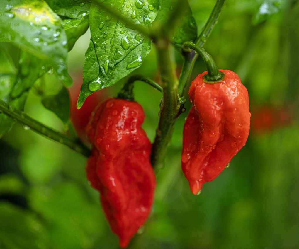 Ripe red chili peppers up close