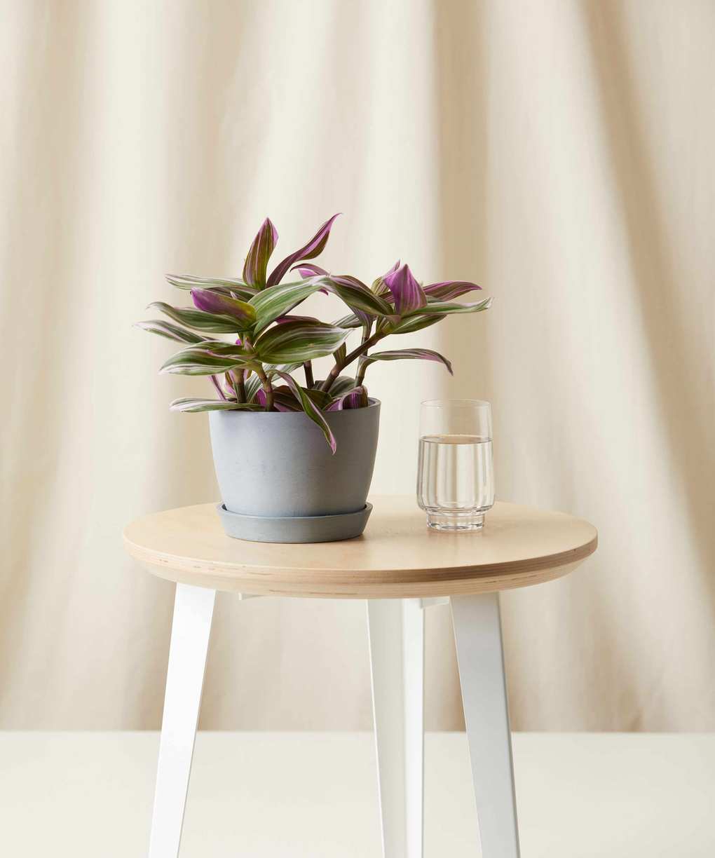 tradescantia zebrina as a house plant
