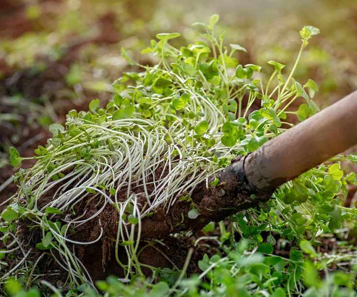 forking in mustard crops as a green manure