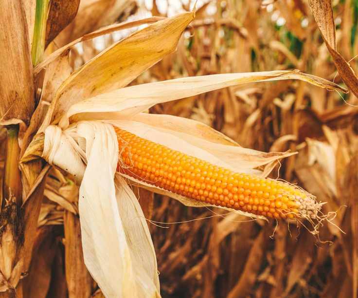 Dried popcorn cob ready for harvest