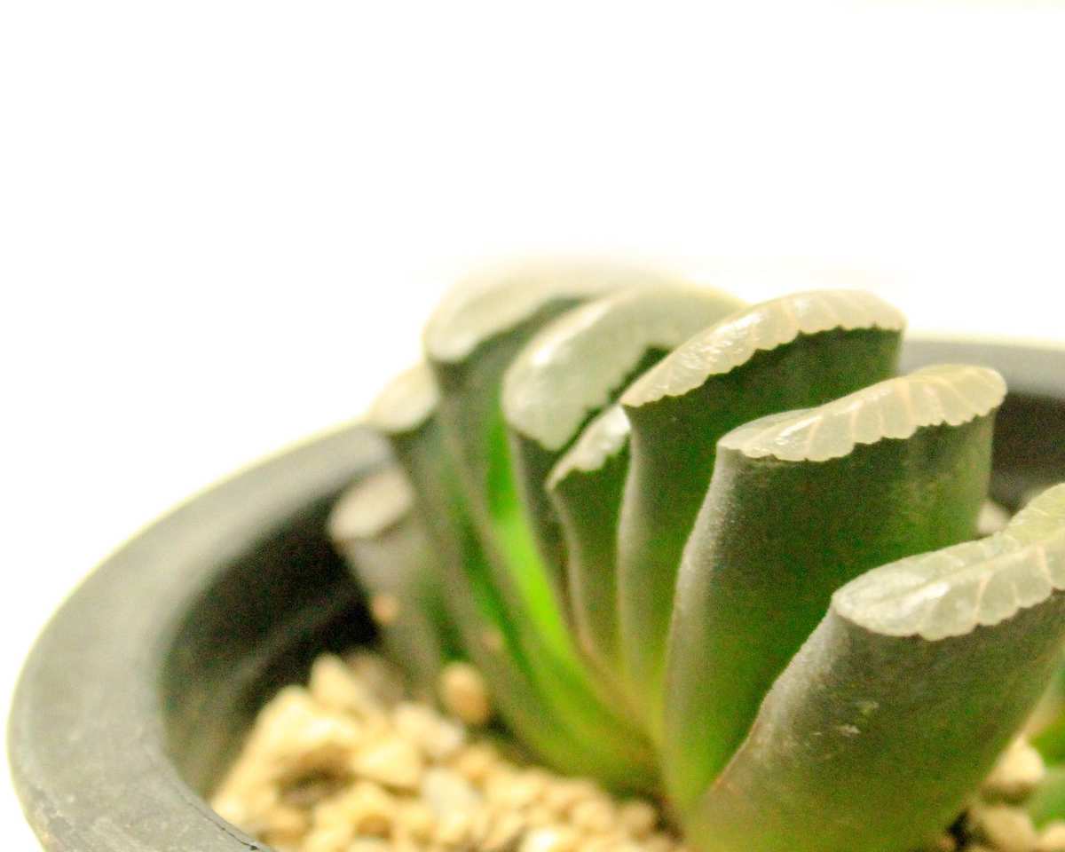 Plants to avoid in the bathroom