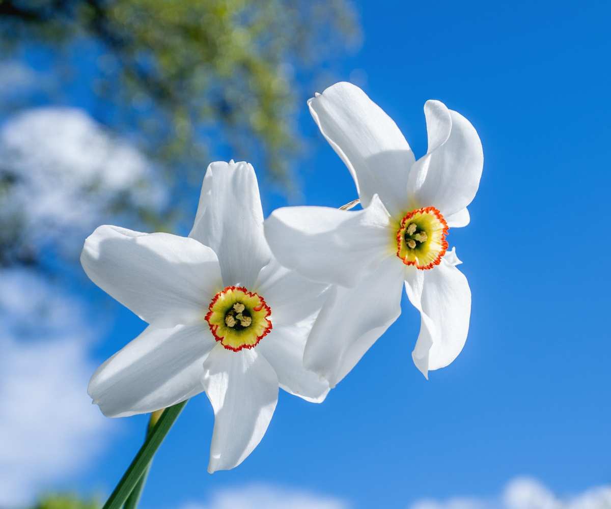 pheasant eye narcissus