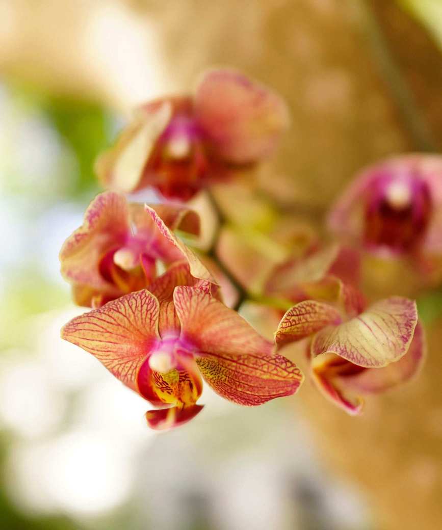 Orchid