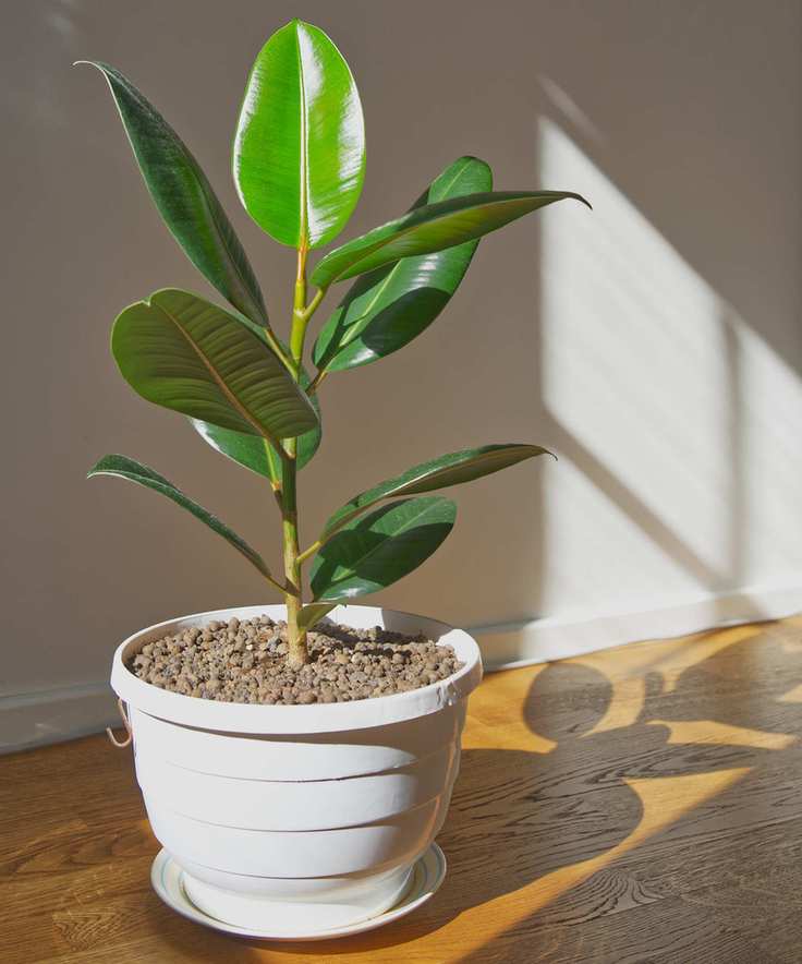 Sun shining on a potted ficus elastica