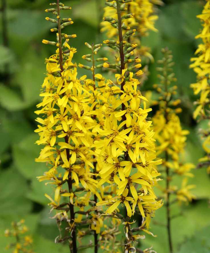 plants for wet soil Senecio 'The Rocket' in full bloom