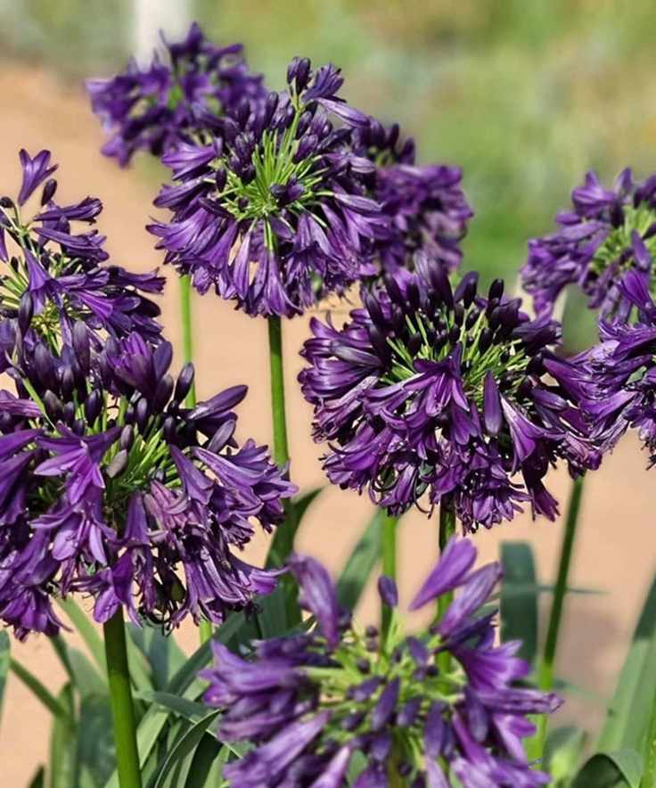 Purple Agapanthus
