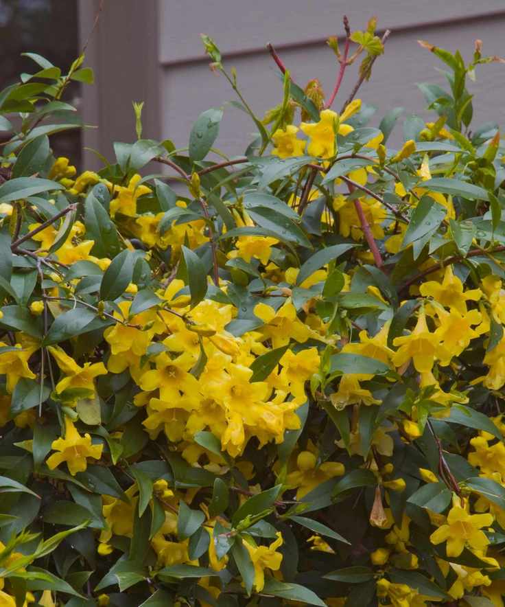 carolina jessamine growing on fence
