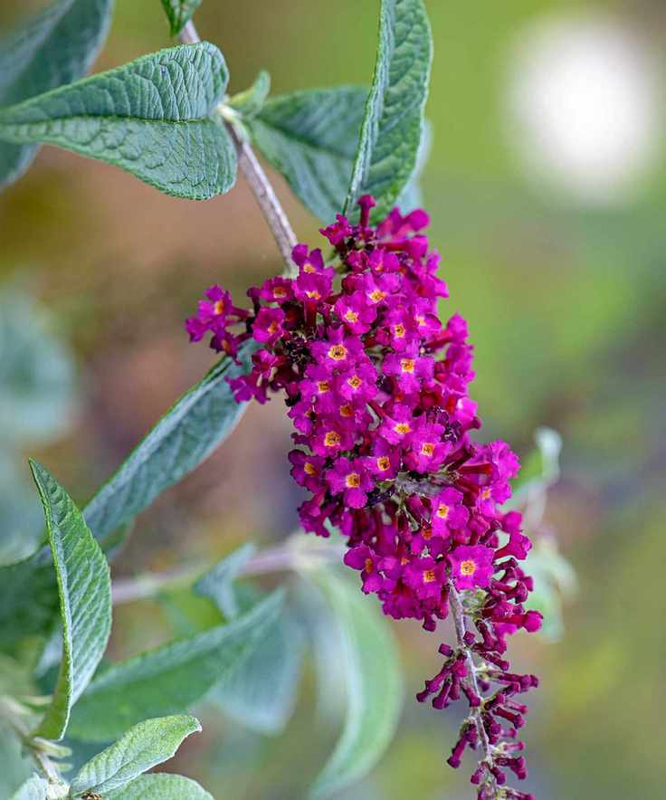 buddleja flowerhead