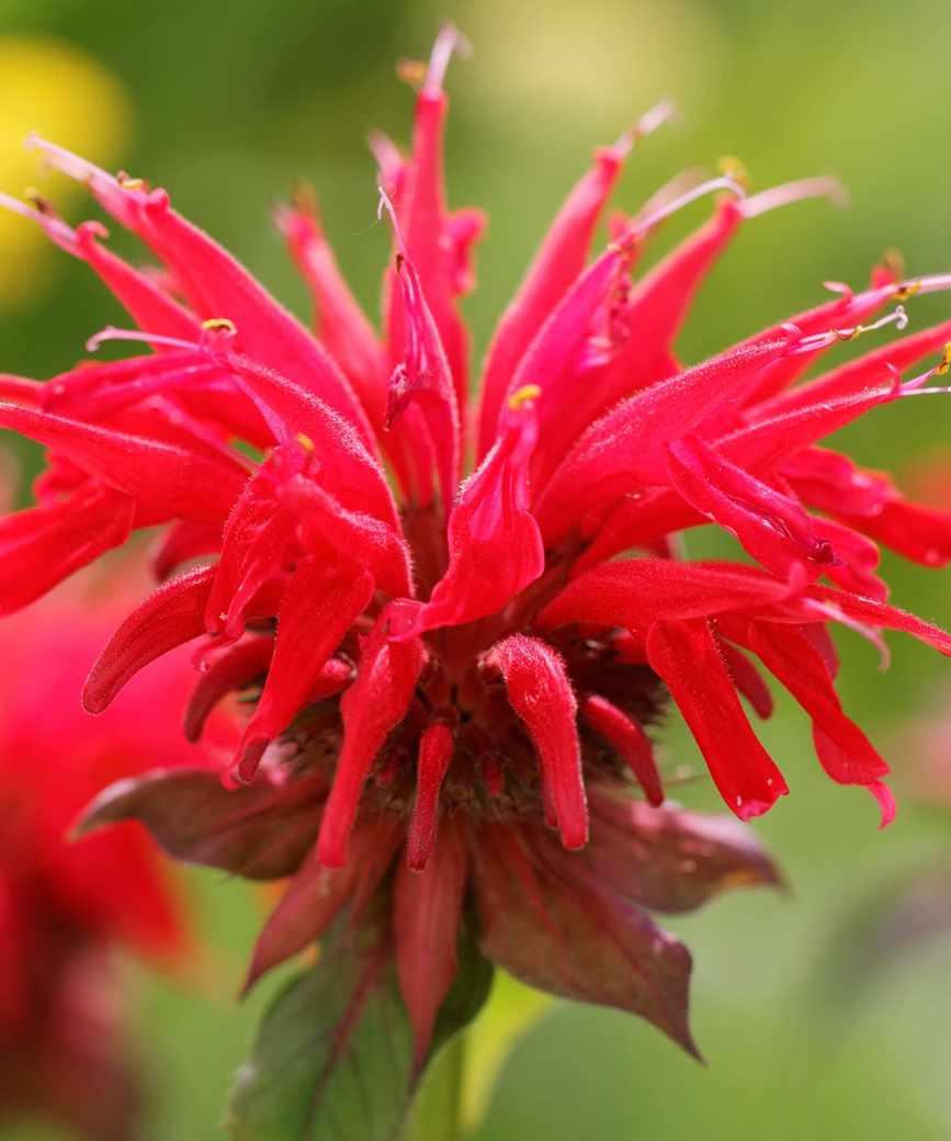 Scarlet monarda (Monarda fistulosa) showing red leaves beneath its flower