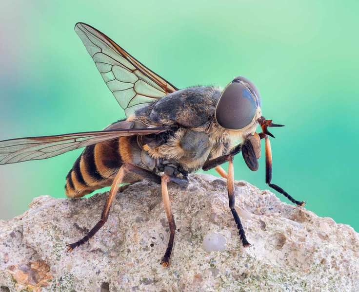 Close-up of a horse fly