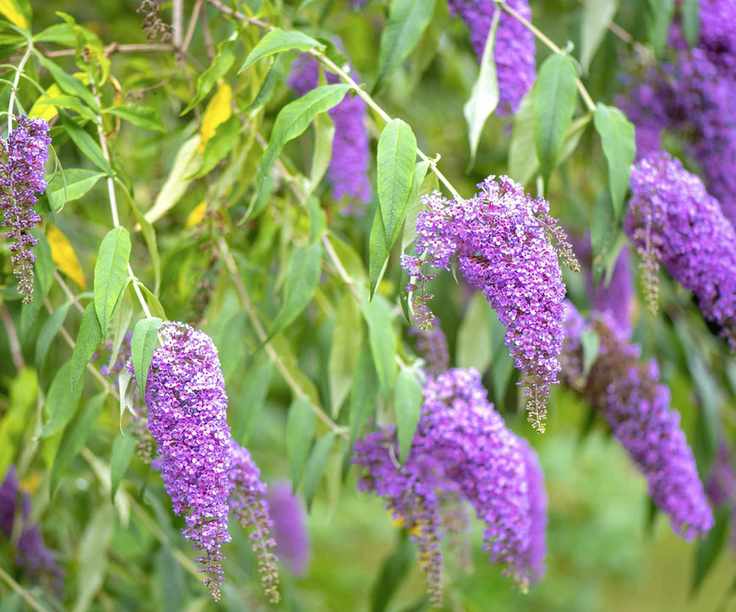 Pink butterfly bush blooms