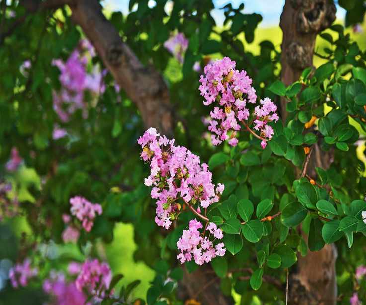 Crape Myrtle Twilight