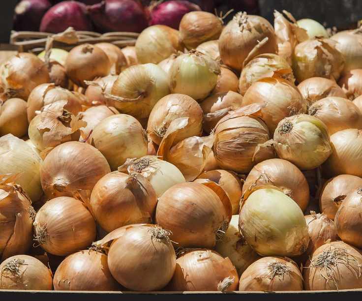 A table of onions drying in the sun