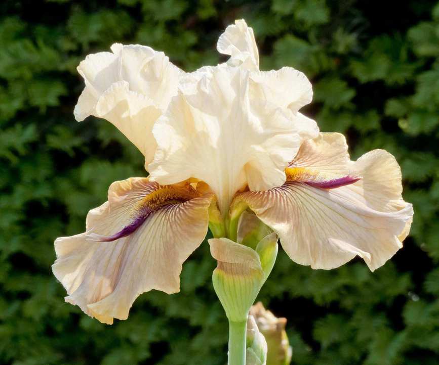 bearded iris Thornbird flowering in border