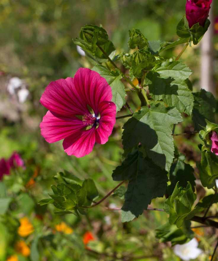 Malope trifida ‘Vulcan’