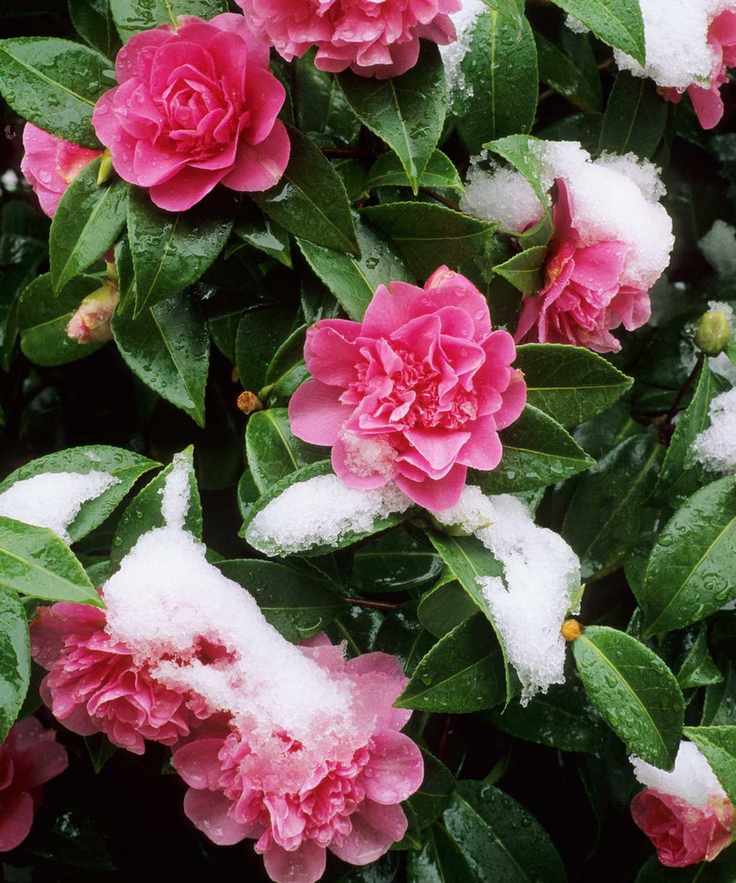 Camellia japonica 'Debbie'