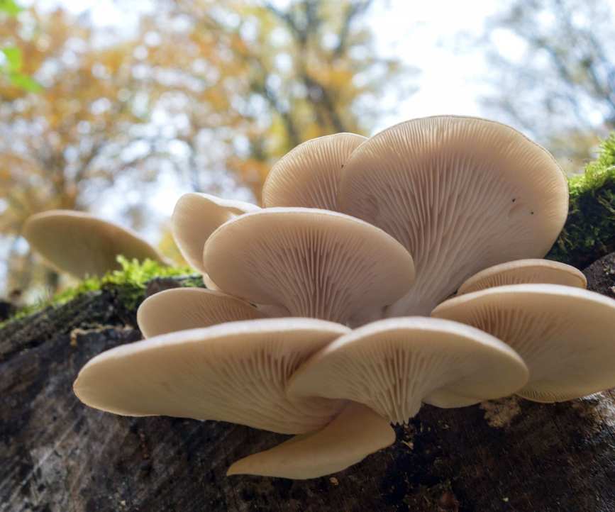 Oyster mushrooms growing on a log in nature